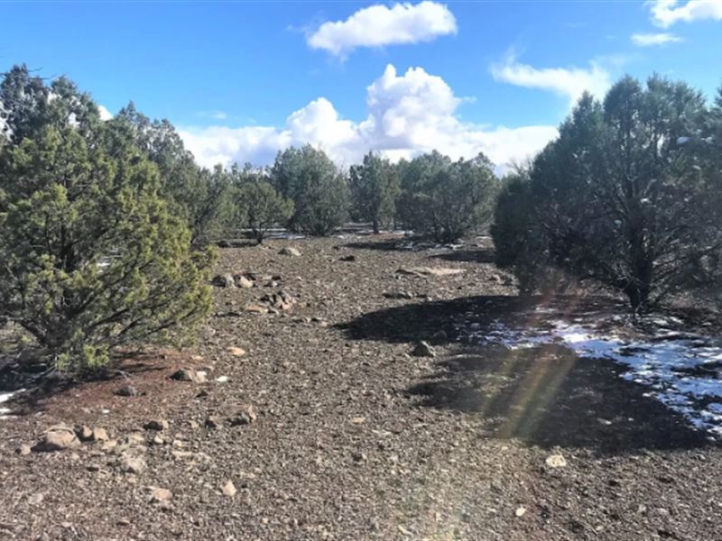Embrace The Extraordinary $275/Mo : Williams : Coconino County : Arizona