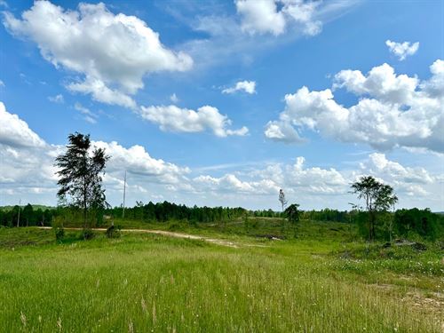 88 Acres in Hale County, AL : Akron : Hale County : Alabama