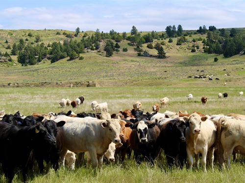 South Deer Creek Ranch : Decker : Big Horn County : Montana