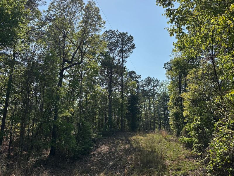 5.4 Acres in Lafayette County, MS : Oxford : Lafayette County : Mississippi