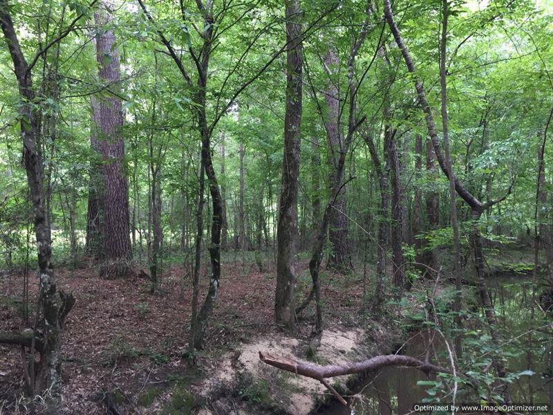 Perfect Hunting Tract : Ruth : Lincoln County : Mississippi