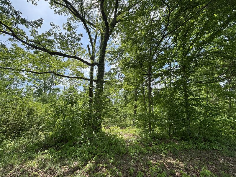 20 Acres in White Bluff, TN : White Bluff : Dickson County : Tennessee
