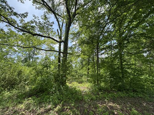 20 Acres in White Bluff, TN : White Bluff : Dickson County : Tennessee