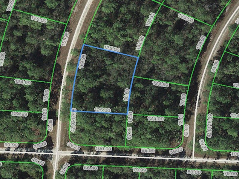 Dream Lot in Beautiful Lake Placid : Lake Placid : Highlands County : Florida