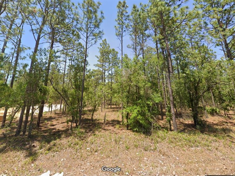 Undiscovered Paradise $299 Down : Dunnellon : Marion County : Florida