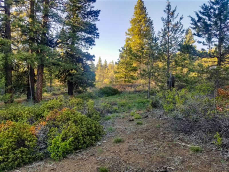 Birdwatchers Paradise in Oregon : Bonanza : Klamath County : Oregon