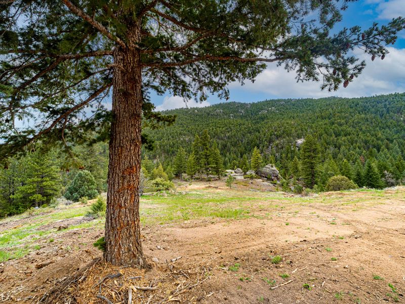 Lyons/Estes 40 Acre Legacy Land : Lyons : Boulder County : Colorado