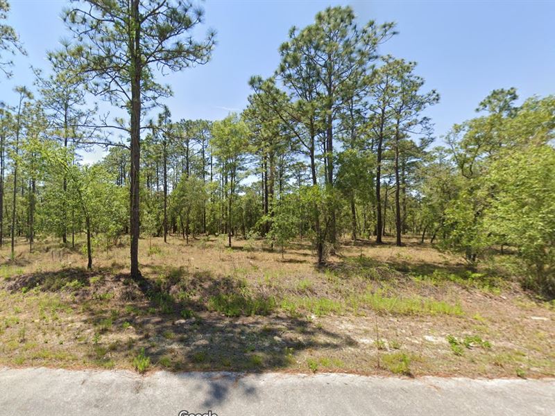 Rainbow Lakes Land Yours $299 Down : Dunnellon : Marion County : Florida
