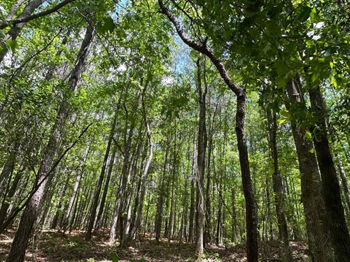 84 Acres Near West Blocton : West Blocton : Bibb County : Alabama