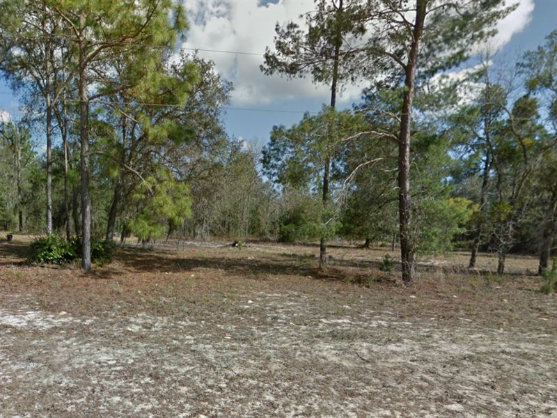 Your Private Florida Retreat Awaits : Interlachen : Putnam County : Florida
