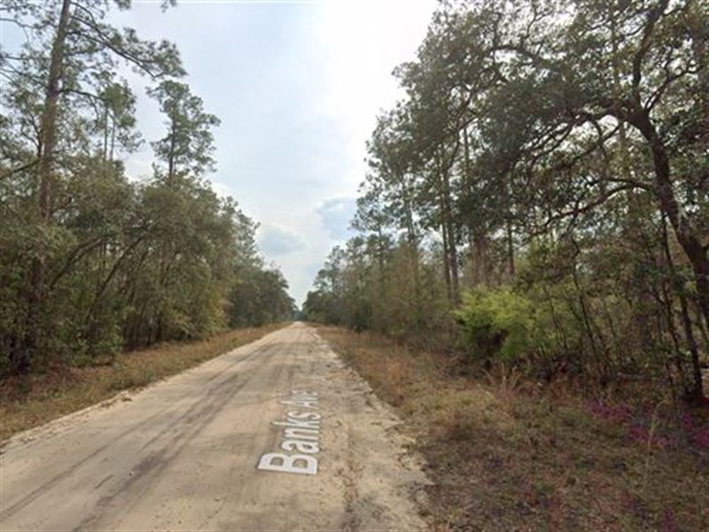 .22 Acres in Interlachen, $199/Mo : Interlachen : Putnam County : Florida