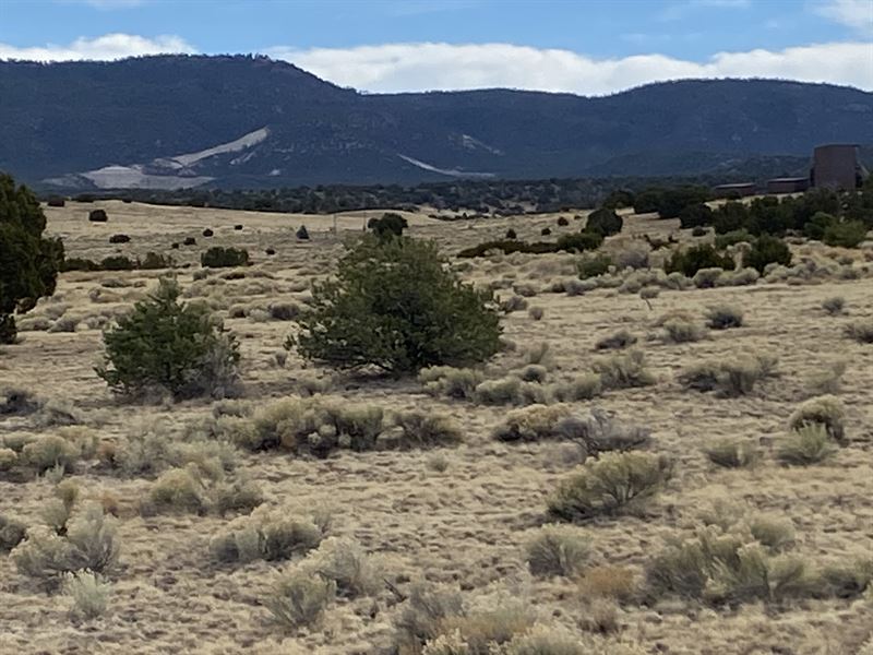 7.69 Acres in Nm, Yours for $486/Mo : Springerville : Catron County : New Mexico