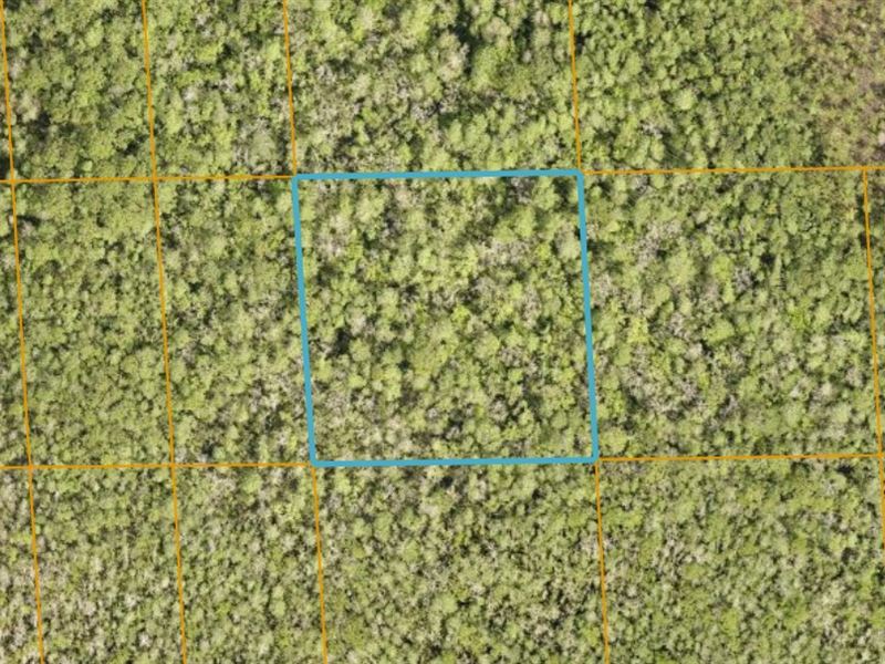 2.5 Wooded, Recreational Acres : Deland : Volusia County : Florida