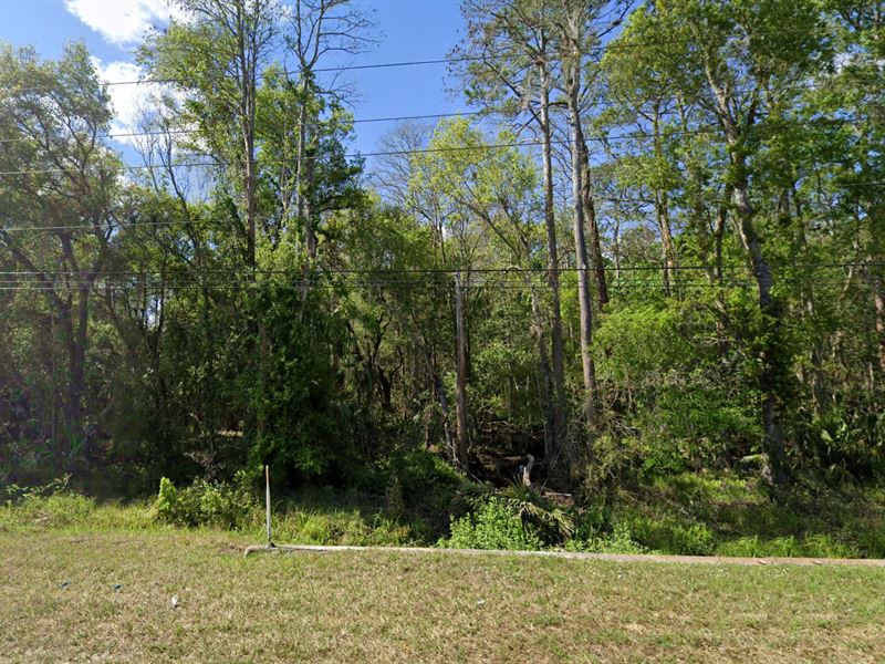 Nature Lovers Dream Near Beach : New Smyrna Beach : Volusia County : Florida