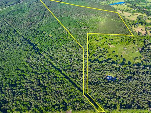 188 Acres, FM 230 : Lovelady : Walker County : Texas