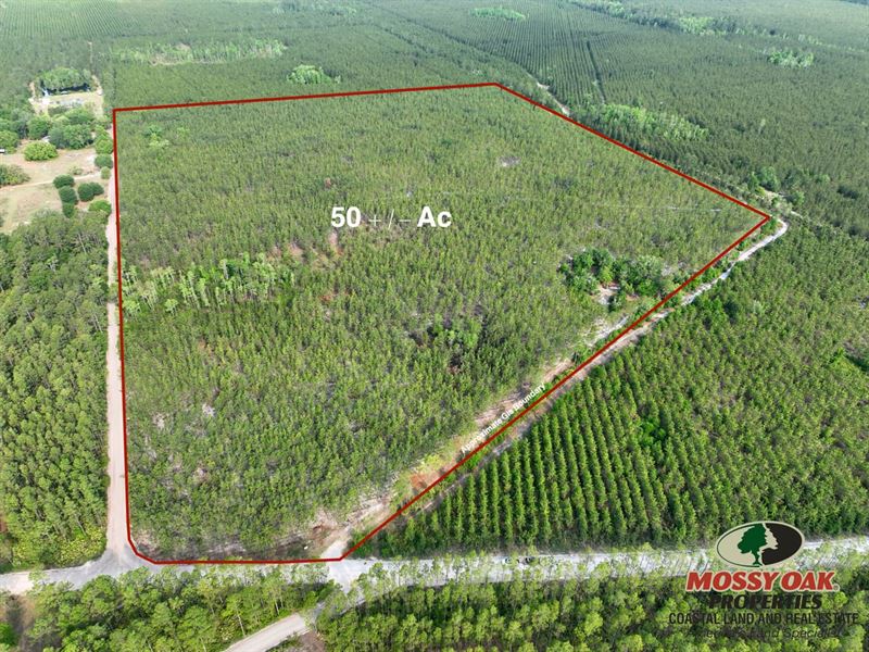 50 Ac Recreational Timberland : Folkston : Charlton County : Georgia