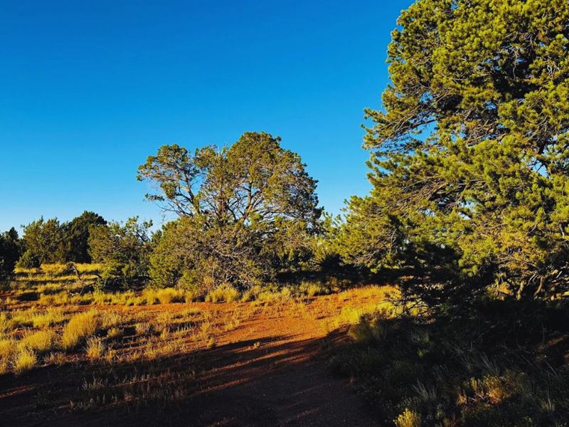 Elevated Scenic Land $175-$350/Mo : Williams : Coconino County : Arizona
