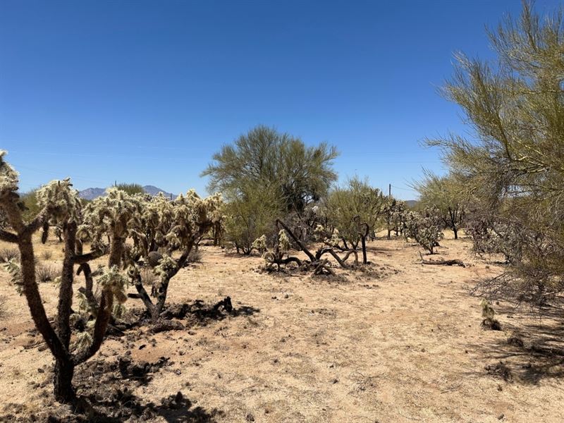 Desert Beauty in Diamond Bell Ranch : Tucson : Pima County : Arizona