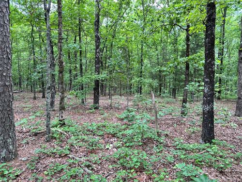 Pryor Mt. Tract 34 : Quitman : Cleburne County : Arkansas