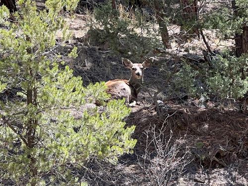 Timber Ridge Filing Tract 24 : Weston : Las Animas County : Colorado