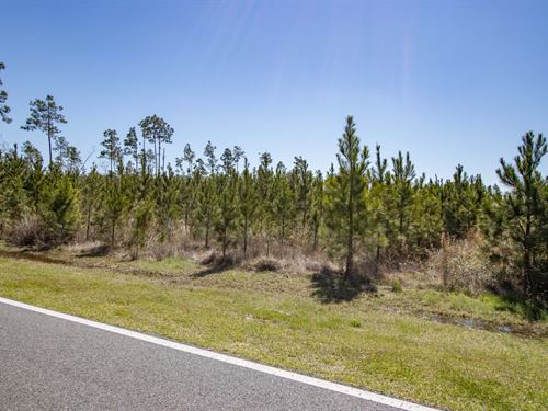 10 Ac Homesite Near Blountstown, FL : Blountstown : Calhoun County : Florida