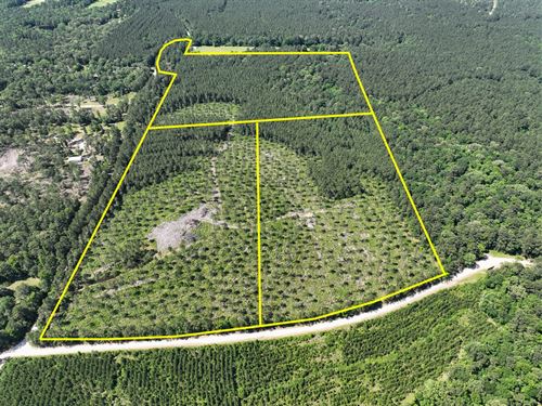 34 Acres, T-36, Westville Road : Groveton : Trinity County : Texas