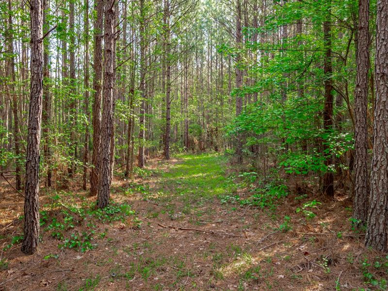 Mitchell Tract : Saluda : Saluda County : South Carolina