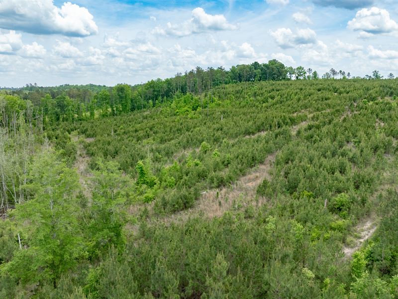 Buck Creek Hunting Property : Ellaville : Macon County : Georgia