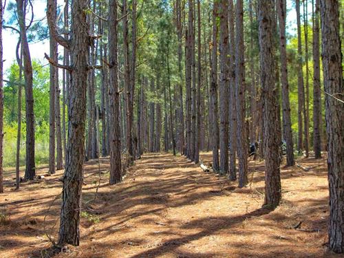 133 Ac Dale Co, Longleaf Farm : Newton : Dale County : Alabama