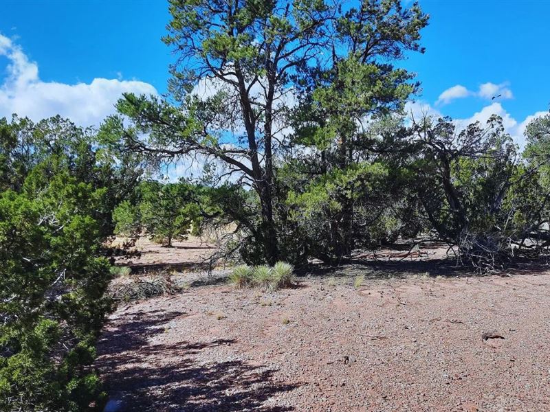 Easy Access & Dirt Road $125/Mo : Seligman : Yavapai County : Arizona