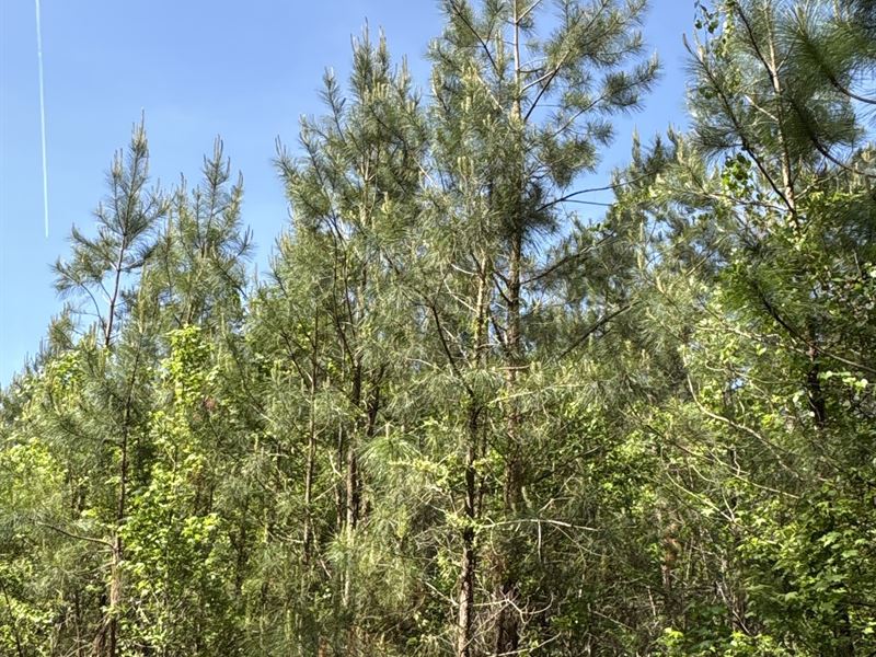 NC Timber/Hunting Land for Sale : Aurora : Beaufort County : North Carolina