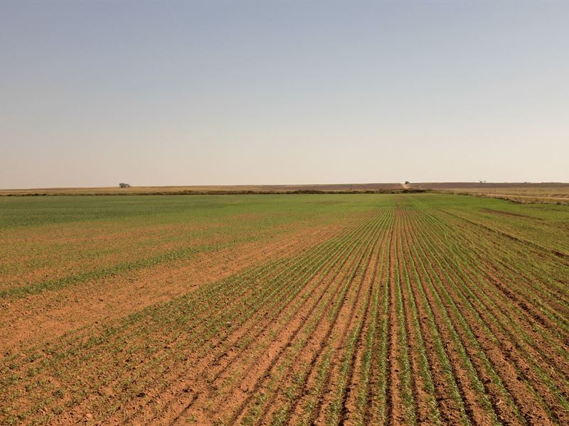 150 Farm Auction : Jet : Alfalfa County : Oklahoma