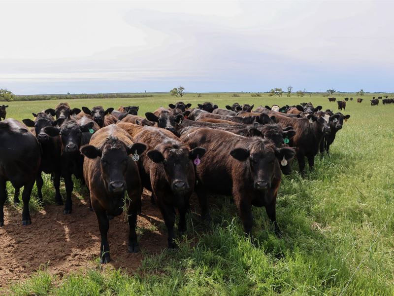 Van Osdol Farm : Jet : Alfalfa County : Oklahoma