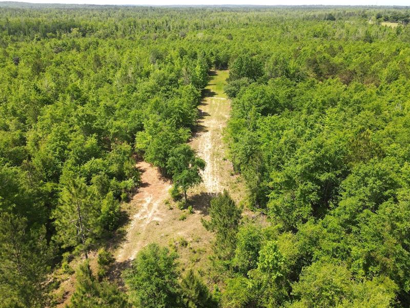 Dry Creek Hunting Tract : Alford : Jackson County : Florida