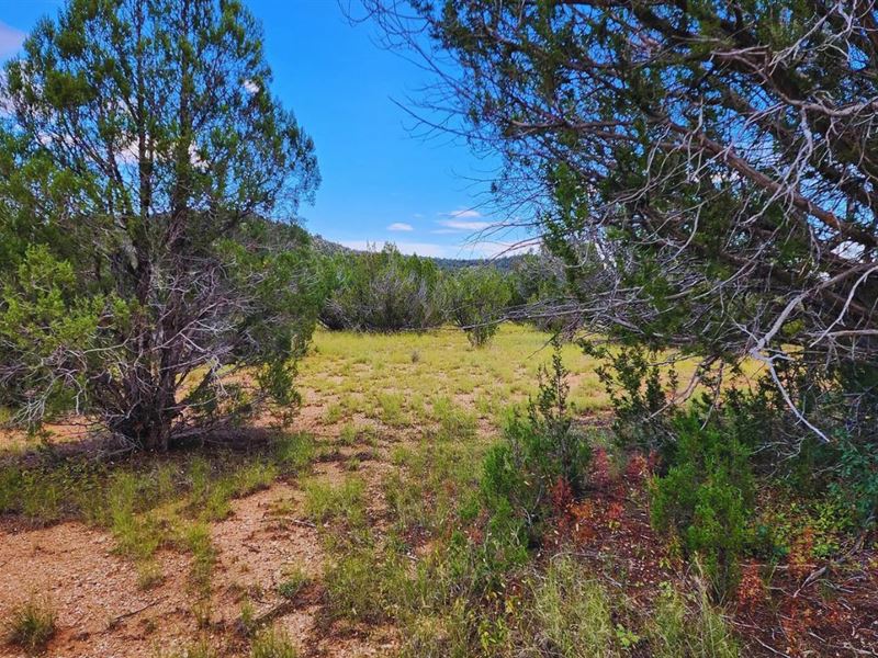 1.83 Acre Playground Awaits $175/Mo : Seligman : Yavapai County : Arizona
