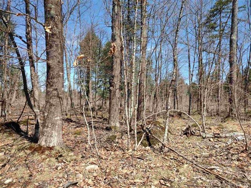Michigan's Pristine Wilderness 5017 : Skanee : Baraga County : Michigan