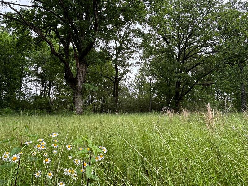 Gravel Hill Farm : Phil Campbell : Franklin County : Alabama