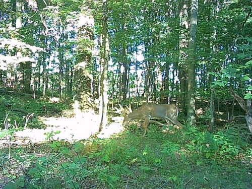 21.6 Acres / Battle Creek, MI : Battle Creek : Barry County : Michigan