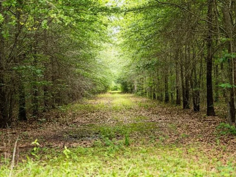 Hunting Land for Sale Morehouse Par : Bastrop : Morehouse Parish : Louisiana