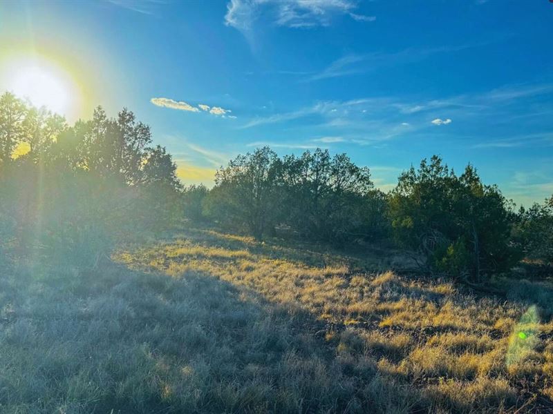 Getaway Spot in Williams $274/Mo : Williams : Coconino County : Arizona