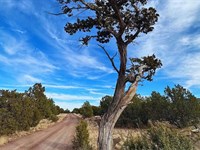 Elk-Approved Land, Trees $350/M : Williams : Coconino County : Arizona