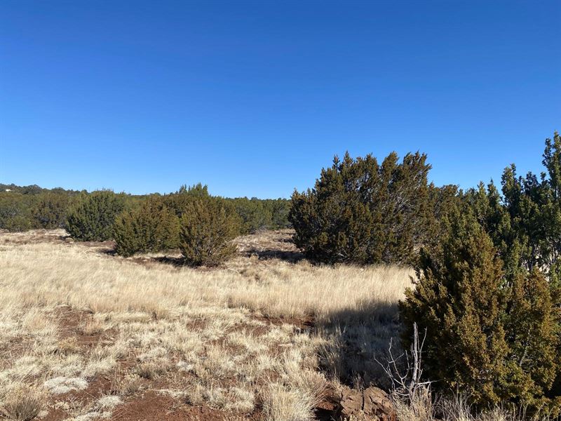Concho Lake, Az- 1.11 Acres $500/Mo : Concho : Apache County : Arizona