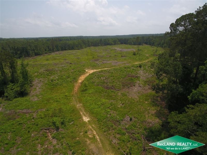 55 Ac Timberland for Home Site : Strong : Union County : Arkansas