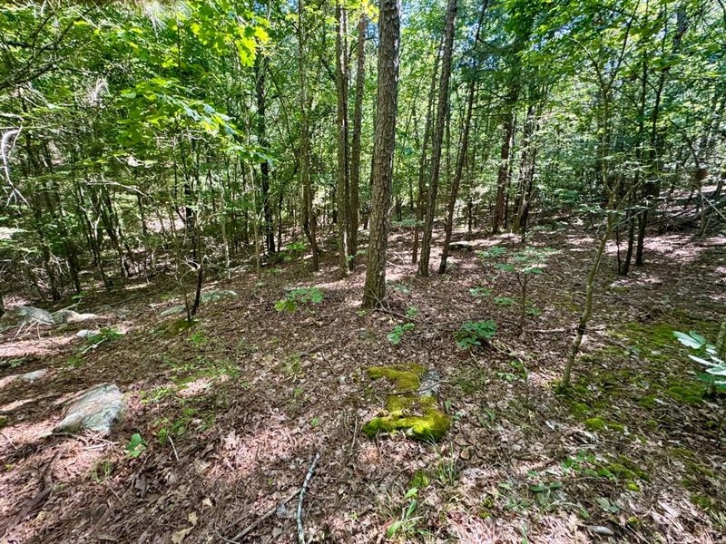 Rattlesnake 80 : Booneville : Logan County : Arkansas
