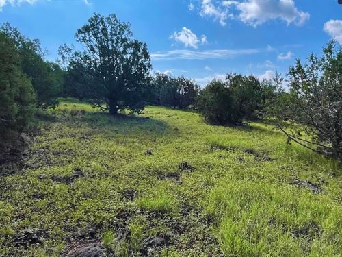 Treed & Elevated Only $275-$450/Mo : Williams : Coconino County : Arizona