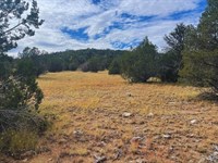 Your Wooded Getaway $275-$450/Mo : Seligman : Yavapai County : Arizona