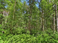 Cul-De-Sac Privacy $125-$250/Mo : Breezy Point : Crow Wing County : Minnesota