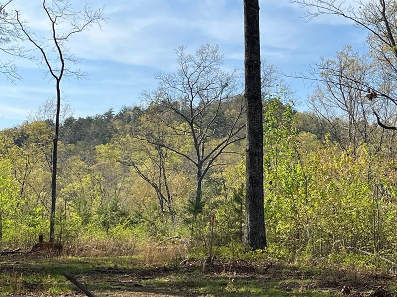 Land Oasis North Georgia Mountains : Ellijay : Gilmer County : Georgia