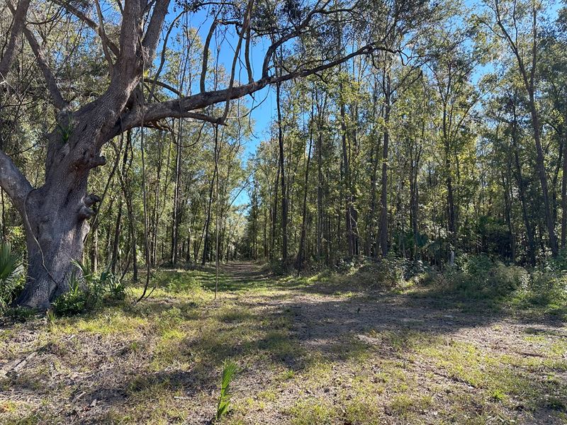 105 Acres in Reddick, FL : Reddick : Marion County : Florida