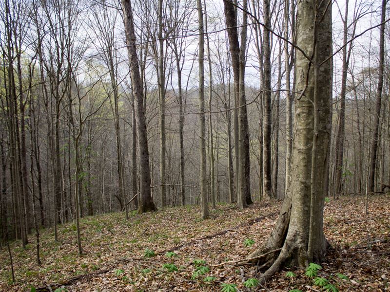 $999 Down, no Credit Check : Mount Vernon : Rockcastle County : Kentucky